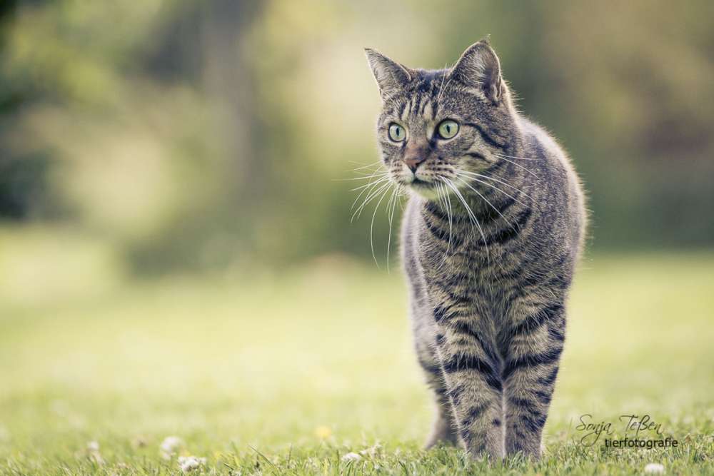 Katzenfoto-von-Outdoorpixl-Teßen-Tierfotografie (2)